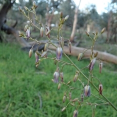 Dianella sp. aff. longifolia (Benambra) at Cook, ACT - 6 May 2020 06:05 PM