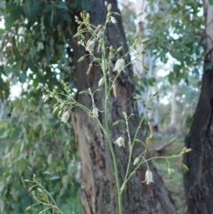 Dianella sp. aff. longifolia (Benambra) at Cook, ACT - 6 May 2020