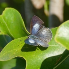 Candalides consimilis subsp. goodingi (Dark Pencil-Blue) at Black Range, NSW - 14 Dec 2015 by AndrewMcCutcheon