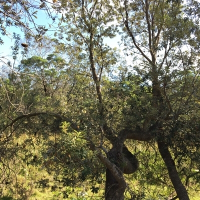 Banksia integrifolia subsp. integrifolia (Coast Banksia) at Tura Beach, NSW - 12 May 2020 by Carine