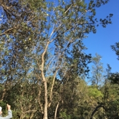 Banksia integrifolia subsp. integrifolia (Coast Banksia) at Tura Beach, NSW - 12 May 2020 by Carine