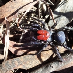 Missulena occatoria (Red-headed Mouse Spider) at Cook, ACT - 11 May 2020 by CathB