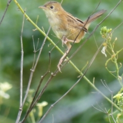 Cisticola exilis (Golden-headed Cisticola) at Bega, NSW - 13 May 2020 by MatthewHiggins