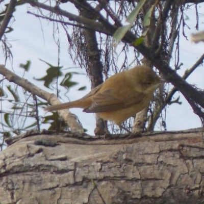 Acrocephalus australis (Australian Reed-Warbler) at Bega, NSW - 13 May 2020 by MatthewHiggins