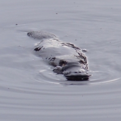 Ornithorhynchus anatinus (Platypus) at Bega, NSW - 13 May 2020 by MatthewHiggins