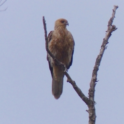 Haliastur sphenurus (Whistling Kite) at Bega, NSW - 13 May 2020 by MatthewHiggins