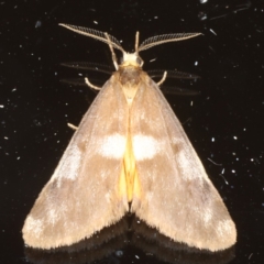 Anestia (genus) (A tiger moth) at Ainslie, ACT - 12 May 2020 by jb2602