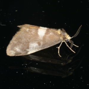 Anestia (genus) at Ainslie, ACT - 12 May 2020