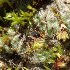 Penthaleidae (family) (An earth mite) at Dunlop, ACT - 11 May 2020 by CathB