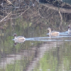 Tachybaptus novaehollandiae (Australasian Grebe) at Bega, NSW - 13 May 2020 by MatthewHiggins