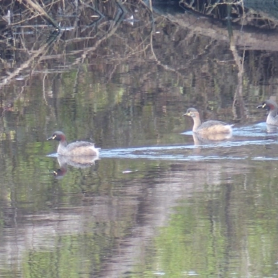 Tachybaptus novaehollandiae (Australasian Grebe) at Bega, NSW - 13 May 2020 by MatthewHiggins