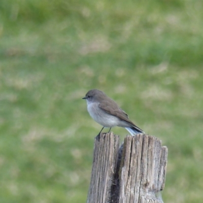 Microeca fascinans (Jacky Winter) at Bega, NSW - 13 May 2020 by MatthewHiggins