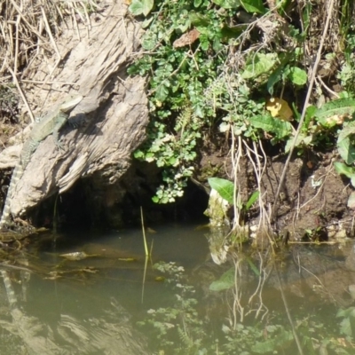 Intellagama lesueurii howittii (Gippsland Water Dragon) at Latham, ACT - 9 May 2013 by Christine