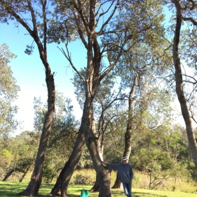 Banksia integrifolia subsp. integrifolia (Coast Banksia) at North Tura - 12 May 2020 by Carine