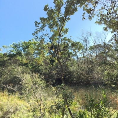 Banksia integrifolia subsp. integrifolia (Coast Banksia) at Tura Beach, NSW - 12 May 2020 by Carine