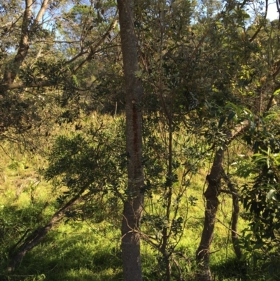 Banksia integrifolia subsp. integrifolia (Coast Banksia) at North Tura - 12 May 2020 by Carine