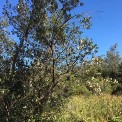 Banksia integrifolia subsp. integrifolia (Coast Banksia) at North Tura - 12 May 2020 by Carine