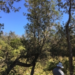 Banksia integrifolia subsp. integrifolia (Coast Banksia) at Tura Beach, NSW - 12 May 2020 by Carine