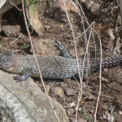 Egernia cunninghami (Cunningham's Skink) at Umbagong District Park - 9 Sep 2013 by Christine