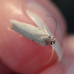 Philobota (genus) (Unidentified Philobota genus moths) at Cook, ACT - 3 May 2020 by CathB