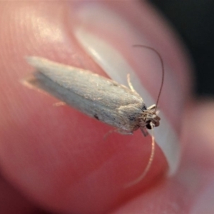 Philobota (genus) at Cook, ACT - 3 May 2020