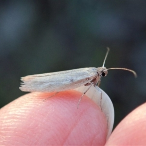 Philobota (genus) at Cook, ACT - 3 May 2020