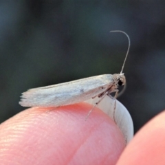 Philobota (genus) at Cook, ACT - 3 May 2020