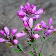 Comesperma hispidulum (Pyramid Flower) at Pomona, QLD - 8 Sep 2013 by jenqld