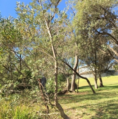 Banksia integrifolia subsp. integrifolia (Coast Banksia) at North Tura - 12 May 2020 by Carine