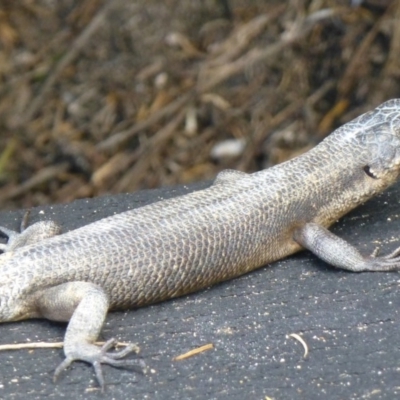 Egernia saxatilis intermedia (Black Rock Skink) at Green Cape, NSW - 21 Sep 2013 by Christine