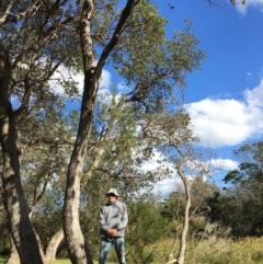 Banksia integrifolia subsp. integrifolia (Coast Banksia) at North Tura - 12 May 2020 by Carine