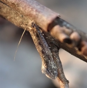 Tinea undescribed species at Cook, ACT - 3 May 2020