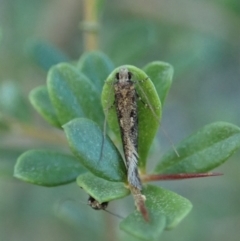 Tinea undescribed species at Cook, ACT - 3 May 2020