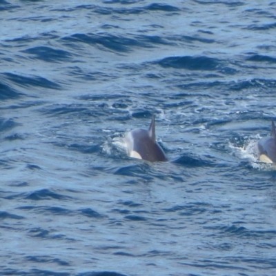 Delphinus delphis (Common Dolphin) at Green Cape, NSW - 12 May 2020 by Christine