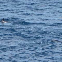 Delphinus delphis (Common Dolphin) at Green Cape, NSW - 21 Sep 2013 by Christine