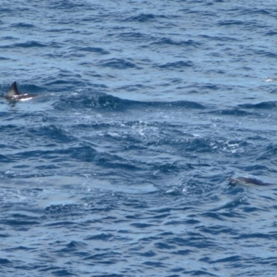 Delphinus delphis (Common Dolphin) at Green Cape, NSW - 21 Sep 2013 by Christine