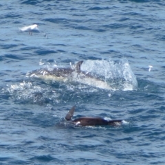 Delphinus delphis (Common Dolphin) at Green Cape, NSW - 21 Sep 2013 by Christine