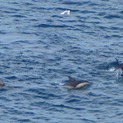 Unidentified Sea Mammal at Green Cape, NSW - 21 Sep 2013 by Christine