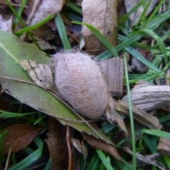 Unidentified Insect at Tathra Public School - 11 May 2020 by TathraPreschool