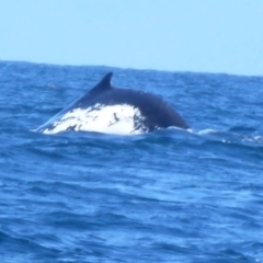 Megaptera novaeangliae (Humpback Whale) at Undefined - 22 Sep 2013 by Christine