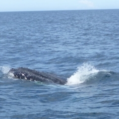 Megaptera novaeangliae (Humpback Whale) at Undefined, NSW - 22 Sep 2013 by Christine