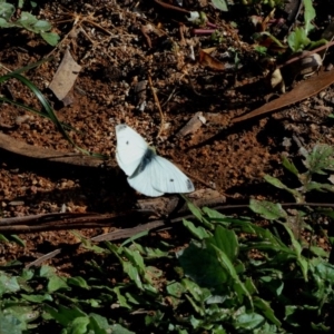 Pieris rapae at Hughes, ACT - 9 May 2020