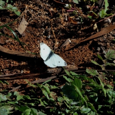 Pieris rapae (Cabbage White) at Hughes, ACT - 9 May 2020 by TomT