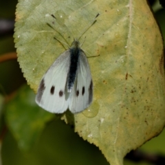 Pieris rapae at Hughes, ACT - 9 May 2020 10:16 AM