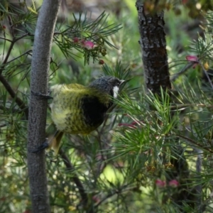 Nesoptilotis leucotis at Red Hill, ACT - 9 May 2020