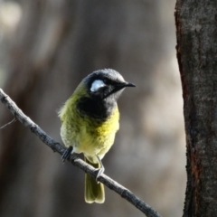 Nesoptilotis leucotis at Red Hill, ACT - 9 May 2020