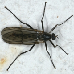 Boreoides subulatus (Wingless Soldier Fly) at Ainslie, ACT - 10 May 2020 by jb2602