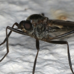 Boreoides subulatus at Ainslie, ACT - 10 May 2020