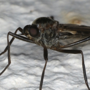 Boreoides subulatus at Ainslie, ACT - 10 May 2020