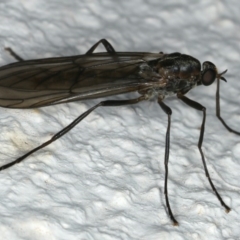 Boreoides subulatus at Ainslie, ACT - 10 May 2020